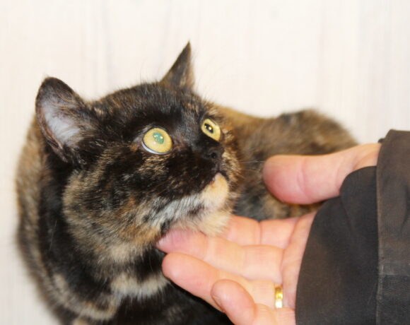 5680 broneeritud 5680 broneeritud