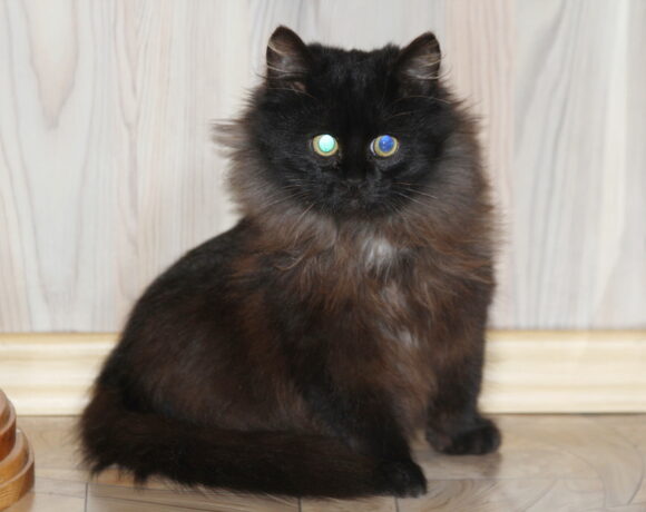 5681 broneeritud 5681 broneeritud